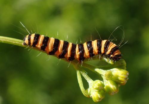 Réf. 262 925 : Tyria jacobaeae